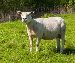 Naklejka na ściany i meble Curiously looking female sheep