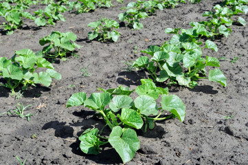 plantation of melon in the vegetable garden