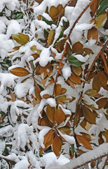 magnolia leafs under snow background
