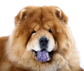Chow chow in front ofa white