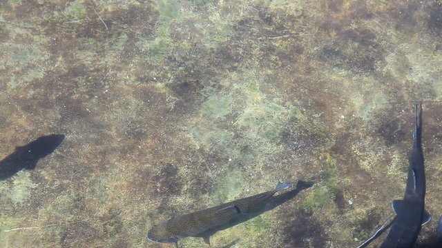 fishes and water reflection