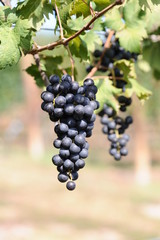 grappolo d'uva nera