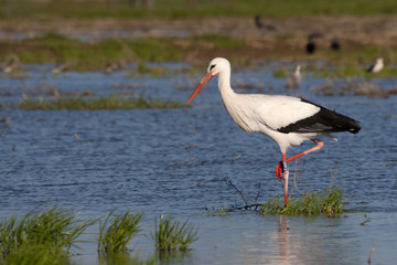 white stork in a swamp