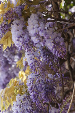 Lilas