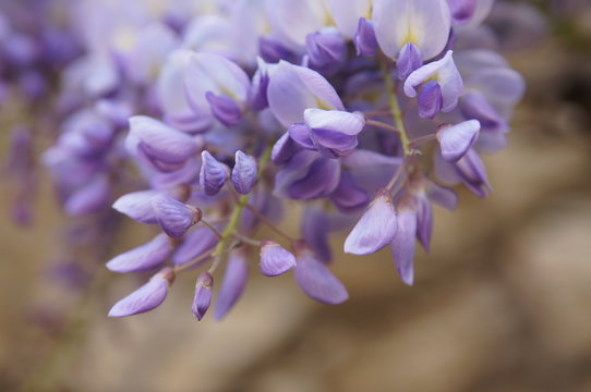 Lilas