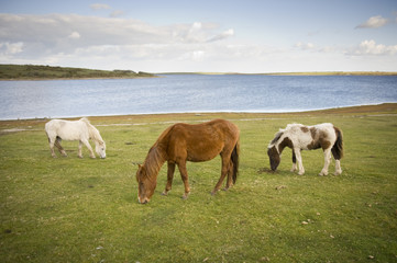 Dartmoor Pony