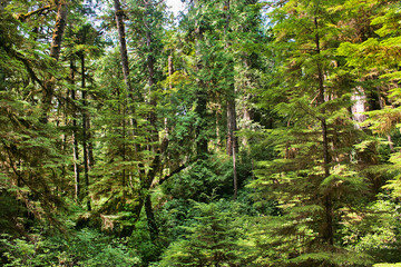 Fototapeta na wymiar Pristine Rainforest na wyspie Vancouver, BC, Kanada