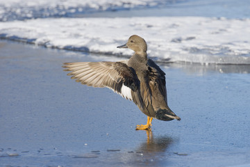 Gadwall Drake With Outstretched WIngs