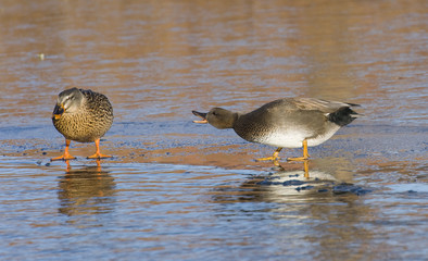 Gadwall Drake With Mallard