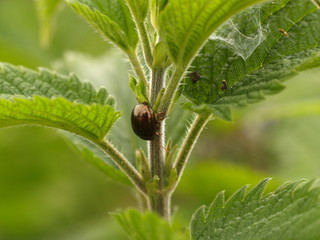 Scarabée doré sur ortie