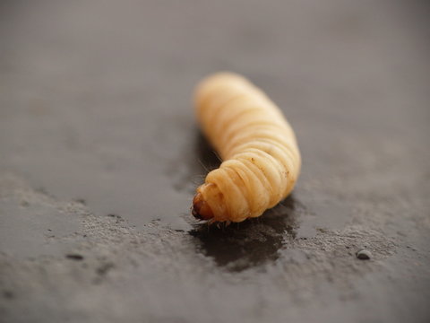 Teigne / app&acirc;t de p&ecirc;che