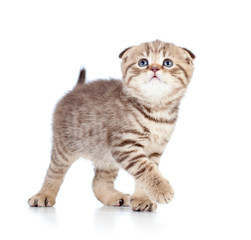 baby Scottish kitten looking up isolated on white