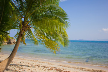 Fototapeta premium palm trees against the blue sky