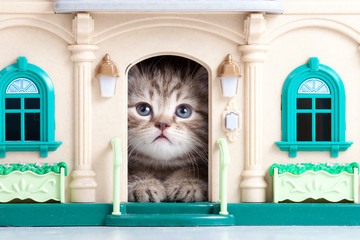 small kitten sitting in toy house