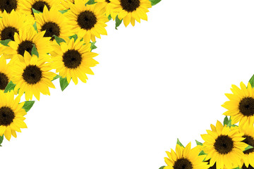 frame of the sunflower