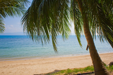 palm trees against the blue sky