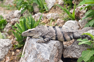 Green Iguana perched on the steps of a Mayan Pyramid, Uxmal, Yuc