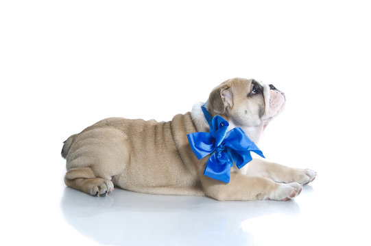 English bulldog puppy with blue ribbon isolated