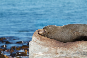 Fur Seal resting