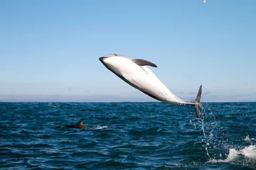 Abwaschbare Fototapete Delfine Dusky Delphin springen
