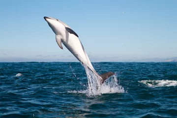 Deurstickers Dolfijnen Duistere dolfijn springen
