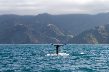 Fototapeta premium Sperm Whale