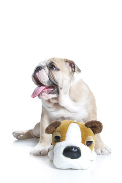 Cute English bulldog puppy with a toy bulldog