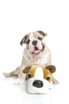 Cute English bulldog puppy with a toy bulldog