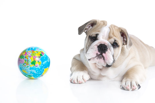 Smart english bulldog puppy with a toy globe