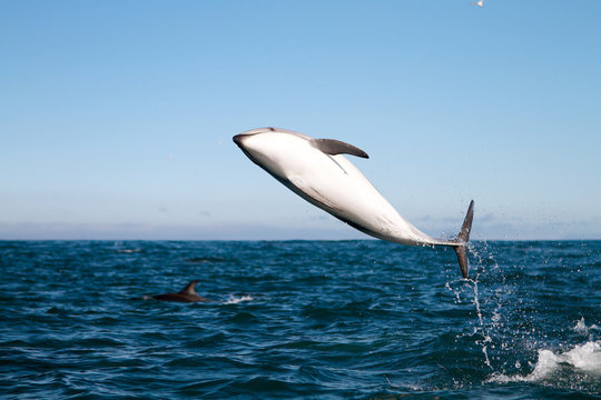 Dusky dolphin jumping