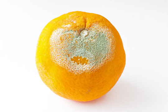 Rotten Orange