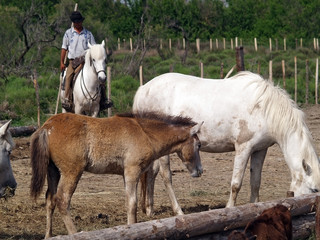 A cowboy in The Camargue national park