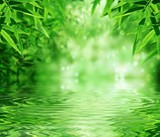Zen Bamboo Forest,sun and water.