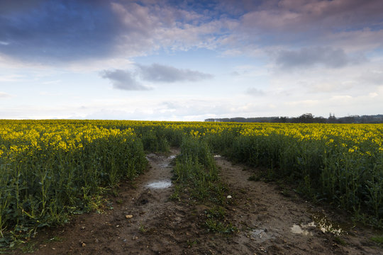 Rape field storm path