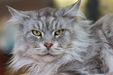 GATTO DELLE FORESTE NORVEGESI