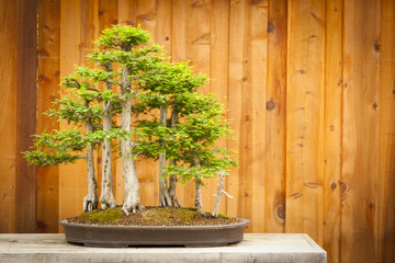 Bald Cypress Bonsai Tree Forest Against Wood Fence