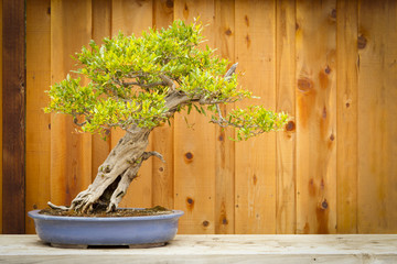 Granatapfel-Bonsai-Baum gegen Holzzaun