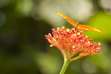 Beautiful Orange Butterfly on Colorful Flower