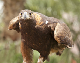California Golden Eagle