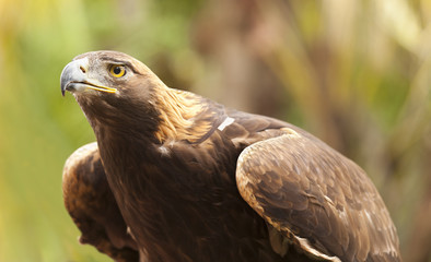 California Golden Eagle