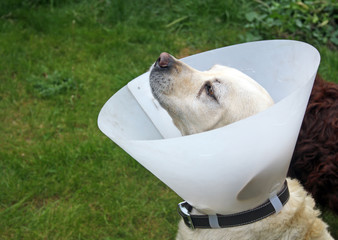 ill dog wearing a cone