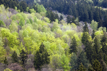 Obraz premium Mixed forest in spring
