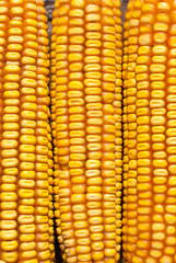 Corn