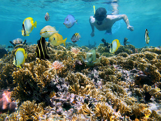 Man snorkeling underwater on a shallow coral reef with tropical fish front of him, Caribbean sea - obrazy, fototapety, plakaty