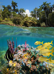 Colorful underwater marine life in a coral reef near tropical coast, split view above and below water surface, Caribbean sea, Central America, Panama