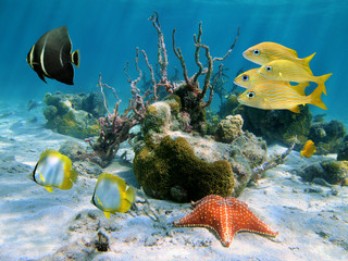Underwater tropical fish with a starfish, coral and sponge in the Caribbean sea