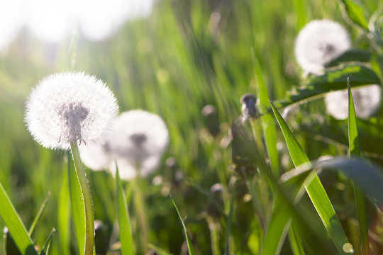 Fototapeta The meadow of dandelions bloom.