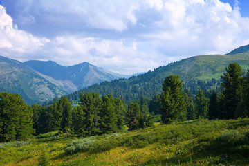 mountains landscape with cedar  forest