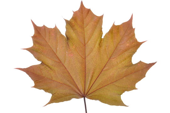 Single maple leaf on white background