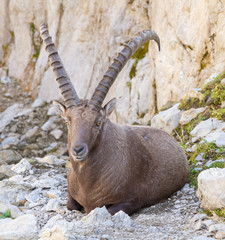 male alpine ibex, Switzerland
